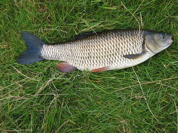 rive_ouse_chub